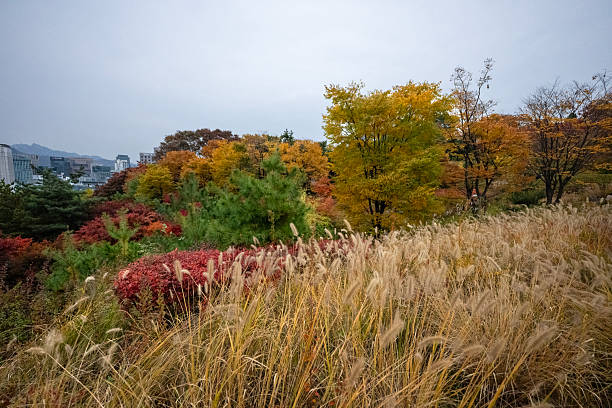 istock Seoul in autumn 2246448228