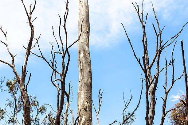 dead tree branches in australian bushland against blue sky