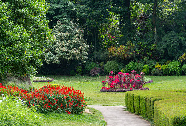 A horizontal, medium-angle shot capturing a scenic view within a beautifully maintained botanical garden. A light-colored paved pathway curves through the center-right, bordered on the right by a neatly trimmed dark green hedge. On the left, a large bed of vibrant red flowers contrasts strikingly with the bright green lawn and the mixed, dense tropical foliage of the background forest. The scene evokes tranquility and lushness.