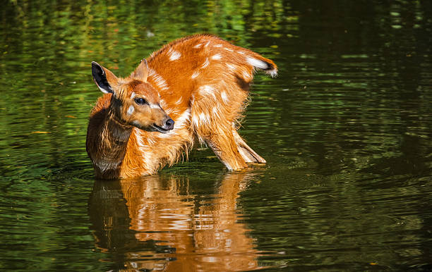 istock Young sitatunga deer standing in shallow water, reflecting sunlight on its wet reddish-brown fur with white spots. 2246450876