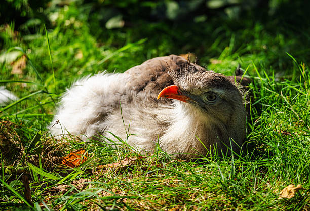 Red-legged seriema resting on green grass under sunlight in a natural environment, showing its distinctive orange beak and expressive eyes. High quality photo