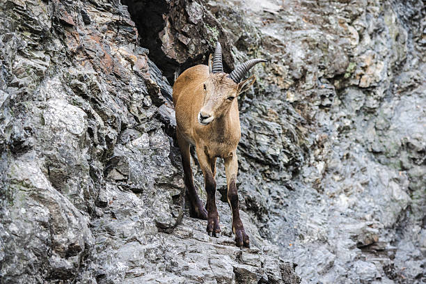 istock Wild ibex standing on rocky cliff, carefully balancing on steep mountain terrain. 2246451622