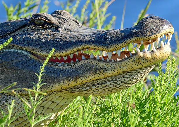 A closeup shot of an alligator in Florida with its mouth open