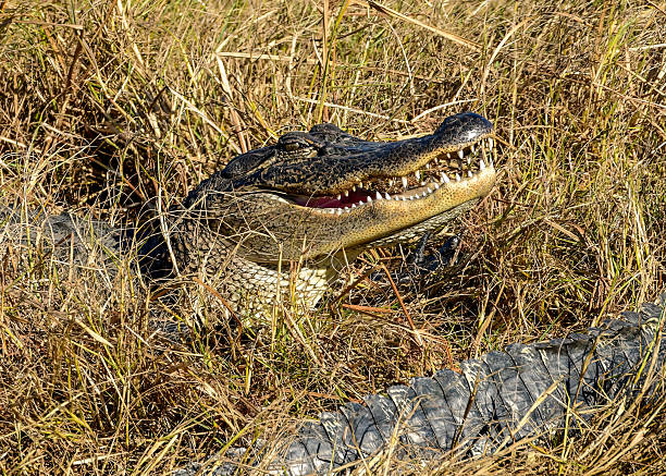 Three american alligators sitting in water, one lifting its head up
