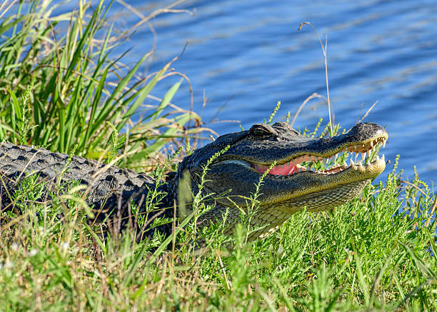 istock An Alligator resting by the water's edge. 2246452090