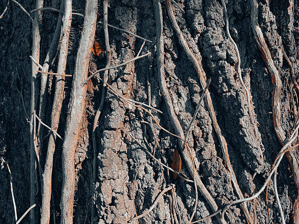 A close up of rough tree bark covered with tangled vines and twigs reveals deep textures and natural patterns in earthy brown and gray tones perfect for nature backgrounds or design