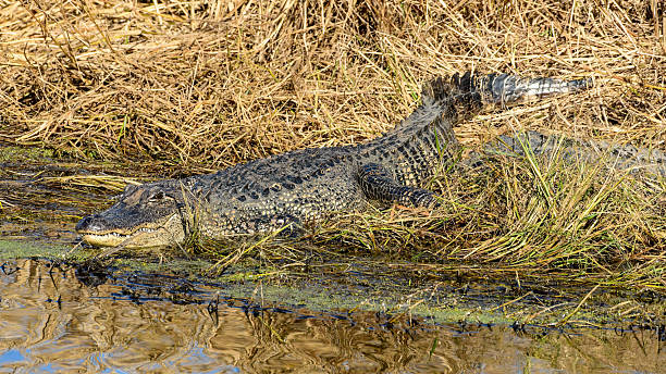istock An Alligator resting by the water's edge. 2246452960