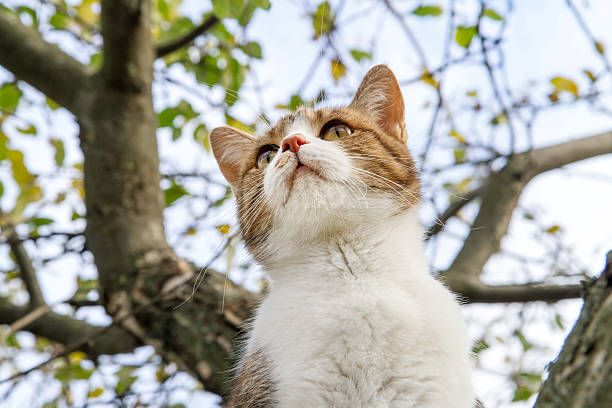 Close-up portrait of a cat on a tree. Cat view from below