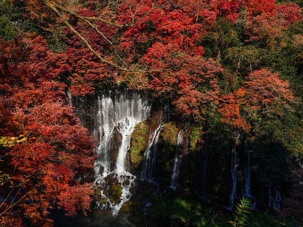 Scenic waterfall surrounded with autumn forest in Japan  near mount Fuji