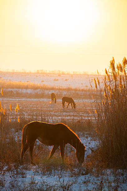 Three horses silhouetted against a bright, warm golden-hour sky, grazing in a snowy field with tall, dry reeds prominently lit in the foreground