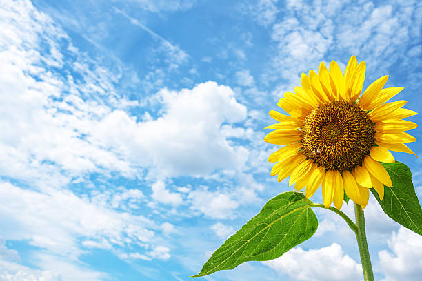 Sunflower with sunny blue sky copy space scene