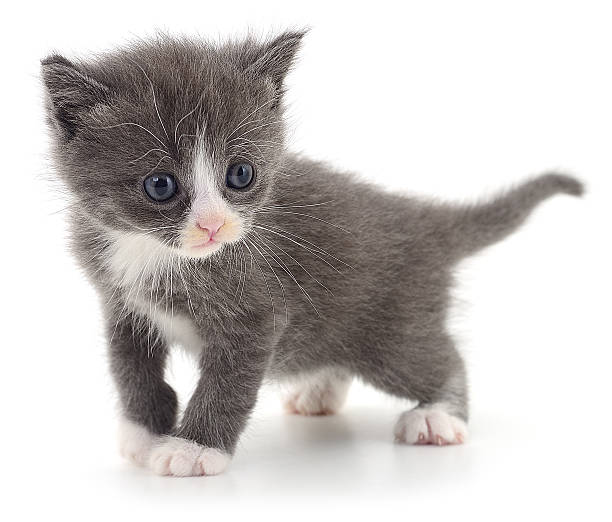 Adorable gray and white kitten with blue eyes standing and looking aside isolated on white background, concept of cute domestic pets, childhood curiosity, and animal care.