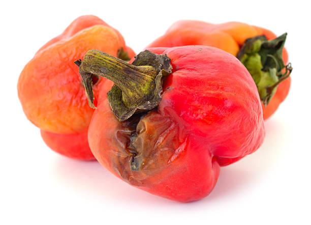 istock Rotten bell pepper with mold isolated on white background 2246463415