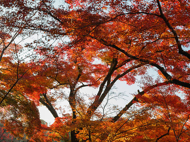 Autumn Japanese maple  leaves  observed during trip to Japan