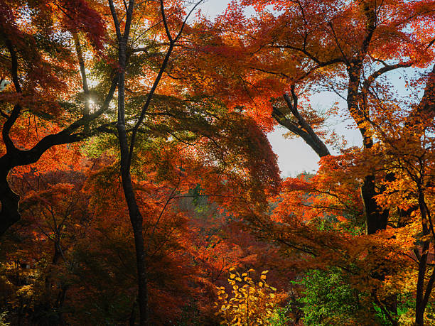 Autumn Japanese maple  leaves  observed during trip to Japan
