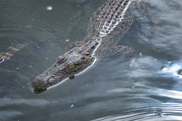 istock Caiman in water with textured skin 2246464568
