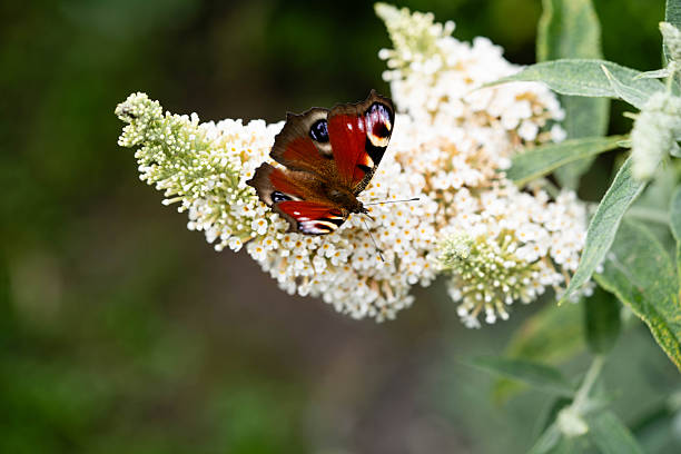 Tagpfauenauge Aglais auf dem Schmetterlingsflieder Buddleja davidii