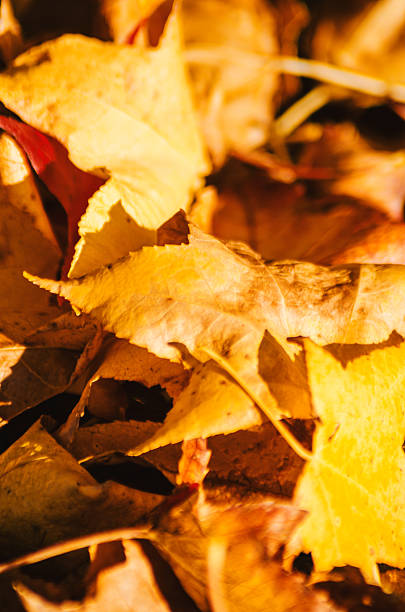 Beautiful and Bright Yellow Leaves in a Forest