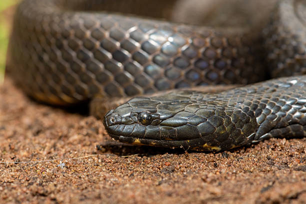 istock Dusky-bellied water snake (Lycodonomorphus laevissimus) near a small pond 2246465896