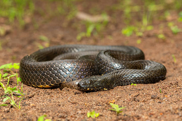 istock Dusky-bellied water snake (Lycodonomorphus laevissimus) near a small pond 2246465931