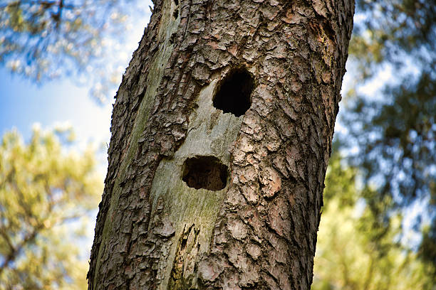 The tree trunk shows two holes, possibly made by a woodpecker, with a blurred background of trees and sky