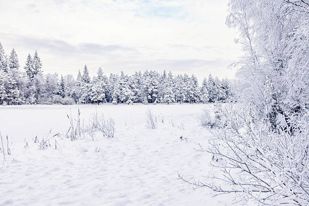 Snow covered forest lake in the north