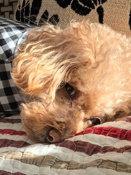 istock Close up of a dressed poodle sleeping on the sofa 2246468309