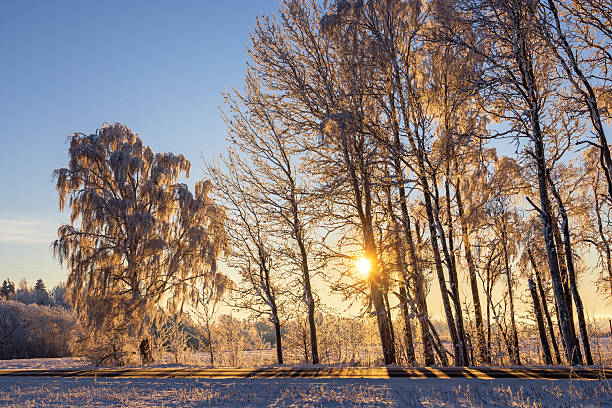 Sun shining through the branches in a tree grove in with hoarfrost in the winter