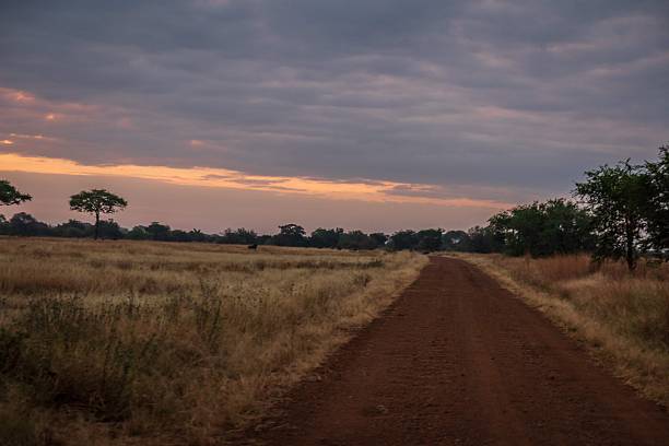 istock Dirt Road Through Savanna at Sunset Beneath Dramatic Cloudscape and Golden Horizon 2246469124