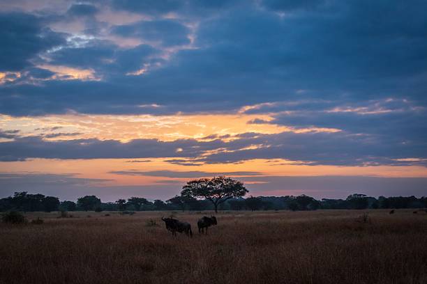 istock Twilight Over African Savannah with Silhouetted Acacia Tree and Glowing Horizon Beneath Cloudy Sky 2246469127