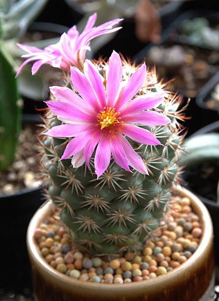 close up pink cactus flower in a pot