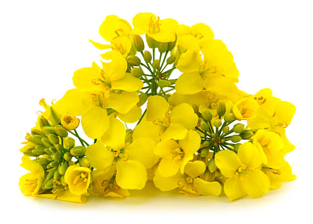 istock Rapeseed flowers isolated on white background 2246470704