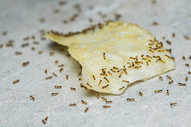 istock Ants gathering around a potato chip crumb on ground 2246470734