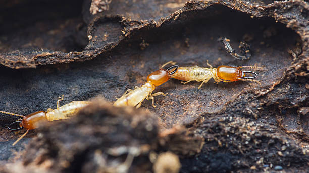 istock Termite soldiers defending underground nest colony 2246470737