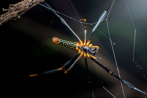 istock Golden orb-weaver spider resting on its web 2246471165