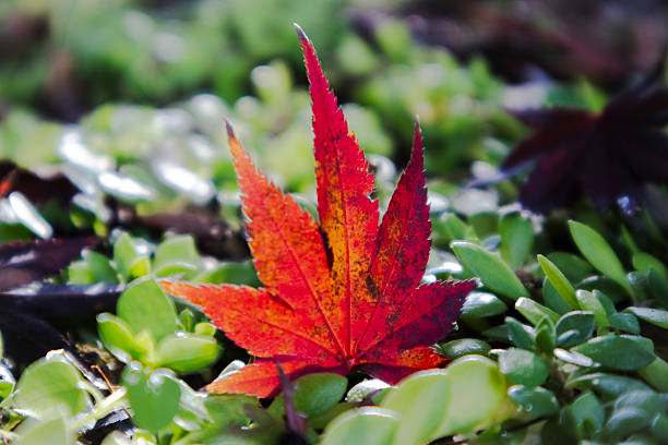 As autumn came, the leaves and grass turned a vibrant red.       .