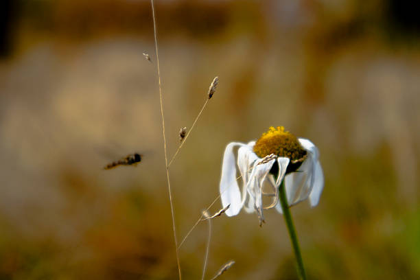 Swedish nature in September. Flowers, birds, meadows, sea, sailing boats, boats, animals. Poppies bloom beautifully and birds hunt for food for their children. Skåne, Sweden. Autumn.
