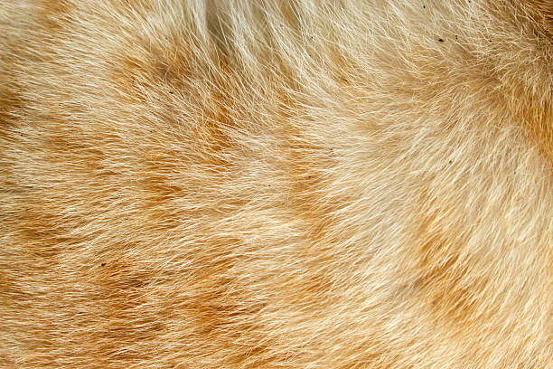 istock orange striped cat fur texture 2246474250