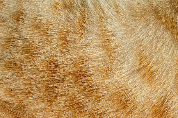 istock orange striped cat fur texture 2246474274