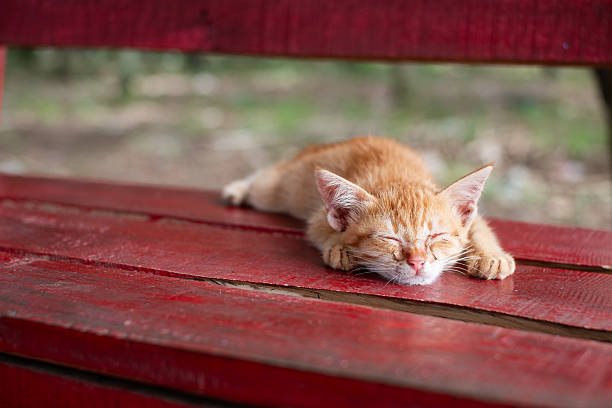 istock Close-up of a cute ginger kitten peacefully sleeping on a red bench in the park. 2246474302