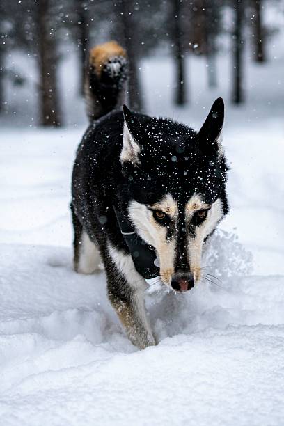A focused black and white husky runs through deep snow in a dense forest during a gentle snowfall. The moody winter scene captures the husky's determination and energy, with an alpaca blurred in the background adding an unexpected element of nature. This image is ideal for winter, wildlife, pet care, and outdoor adventure themes in commercial and editorial use.