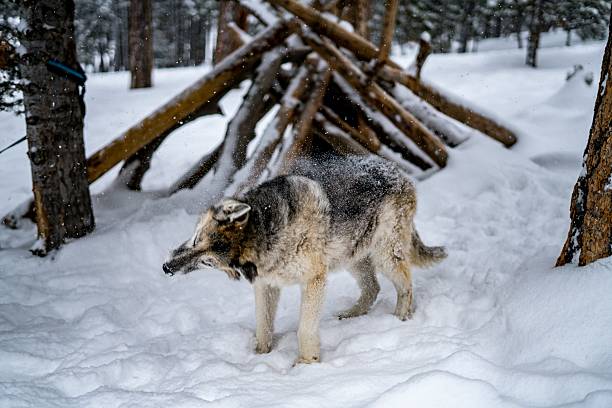 istock Gray Wolf Shaking Off Snow in Winter Forest with Rustic Wooden Shelter 2246475381