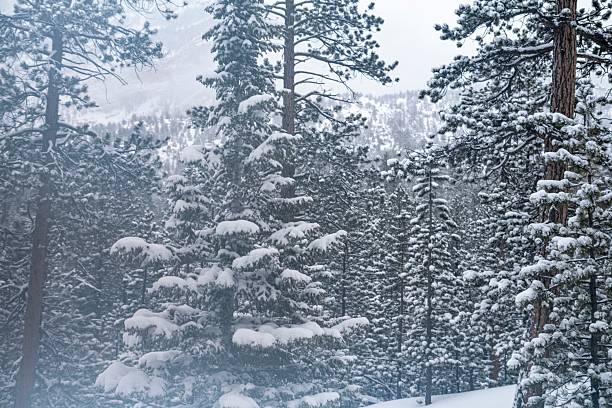 A tranquil winter scene showcasing a dense forest of pine trees blanketed in fresh snow. The soft, diffused light and gentle snowfall create a peaceful and calm atmosphere, evoking feelings of solitude and natural beauty. This image is ideal for seasonal marketing, nature themes, winter holiday promotions, and environmental campaigns.