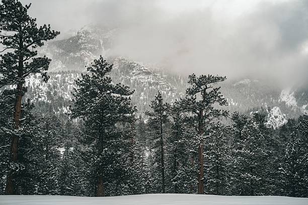 This atmospheric winter scene captures a dense pine forest blanketed in fresh snow with misty, rugged mountains in the background. The muted color palette and soft fog create a serene, peaceful mood, evoking the quiet beauty of nature in cold weather. Ideal for seasonal, outdoor adventure, environmental, or travel-themed projects.