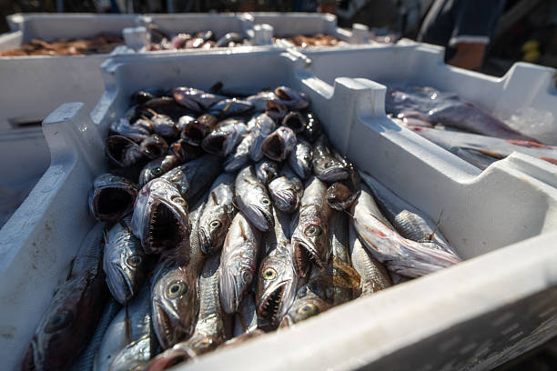 istock Fresh hake fish catch in ice boxes on a trawler 2246475653