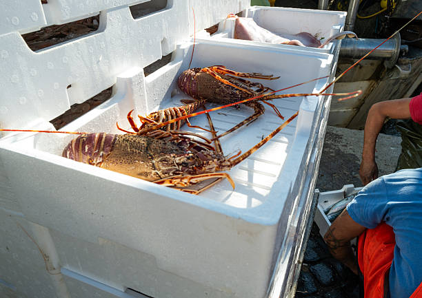 Close-up of large spiny lobsters displayed in white insulated crates at a Mediterranean fishing harbor. The crustaceans’ long antennae and patterned shells stand out in the sunlight, while a fisher works nearby, sorting the catch. The scene highlights traditional small-scale fisheries and freshly landed seafood.