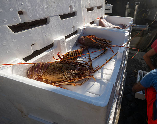 Close-up of large spiny lobsters displayed in white insulated crates at a Mediterranean fishing harbor. The crustaceans’ long antennae and patterned shells stand out in the sunlight, while a fisher works nearby, sorting the catch. The scene highlights traditional small-scale fisheries and freshly landed seafood.