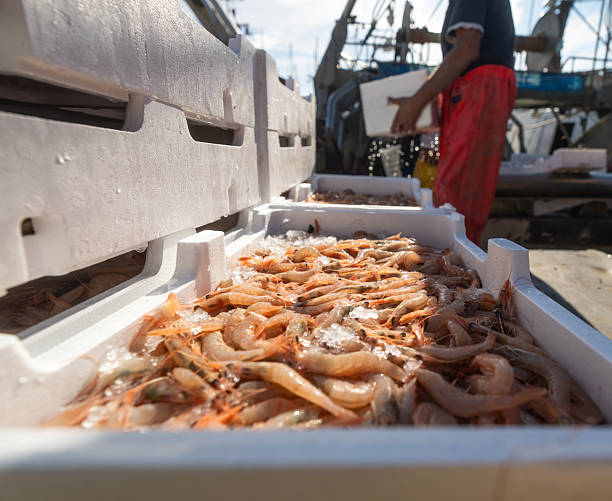 Close-up of white insulated boxes filled with freshly caught shrimp covered in ice, stacked on the dockside of a Mediterranean fishing harbor. The image captures the daily routine of coastal fisheries and seafood trade.