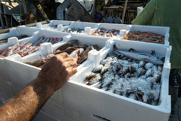 Close-up of white insulated boxes filled with freshly caught fish covered in ice, stacked on the dockside of a Mediterranean fishing harbor. The image captures the daily routine of coastal fisheries and seafood trade.