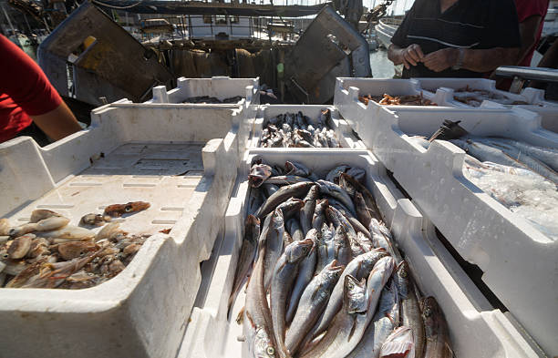 Close-up of white insulated boxes filled with freshly caught fish covered in ice, stacked on the dockside of a Mediterranean fishing harbor. The image captures the daily routine of coastal fisheries and seafood trade.